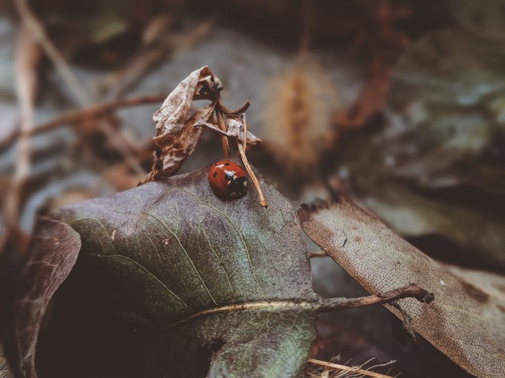 Lady beetle on brown leaf