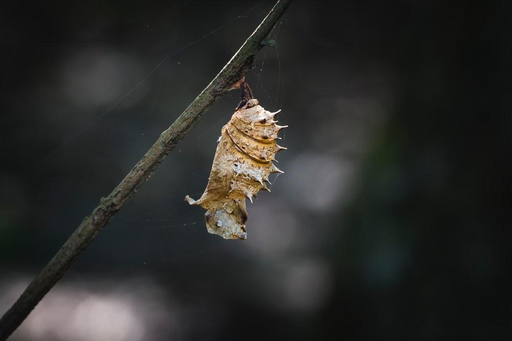 Brown pupa on branch