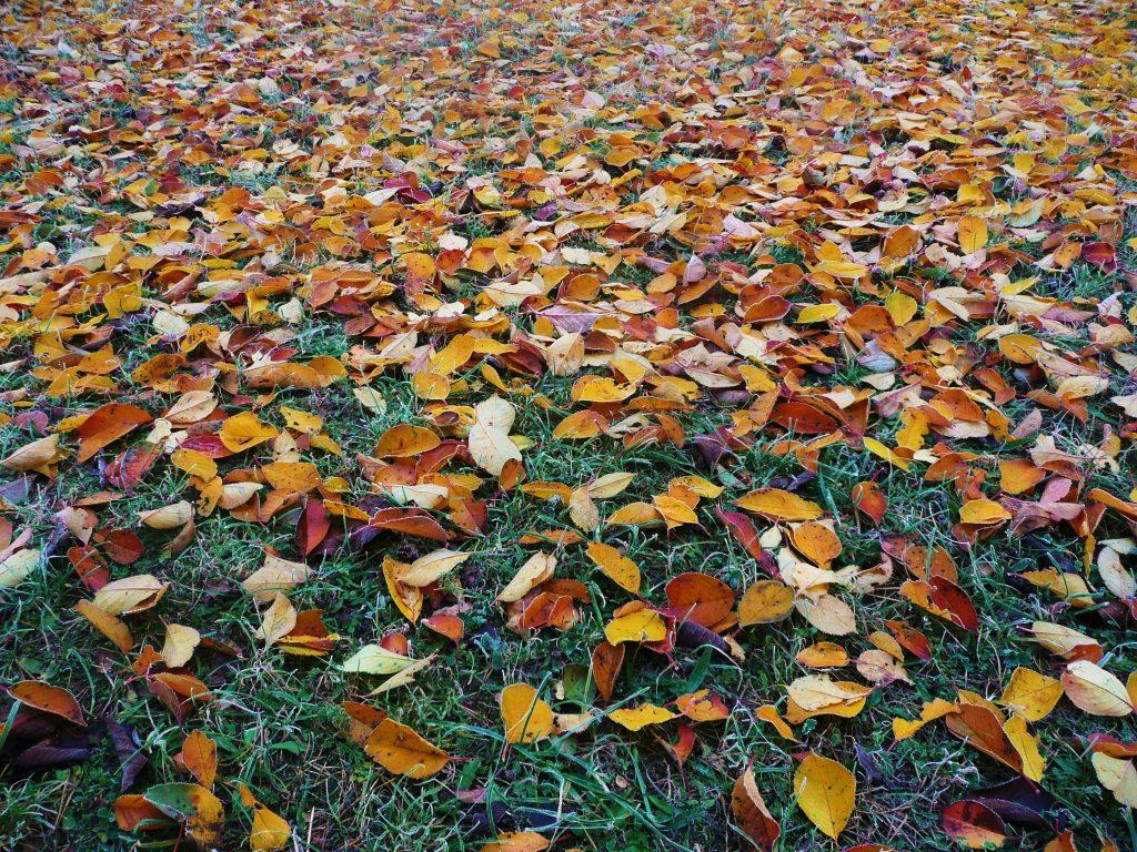 brightly colored fall leaves laying on grass