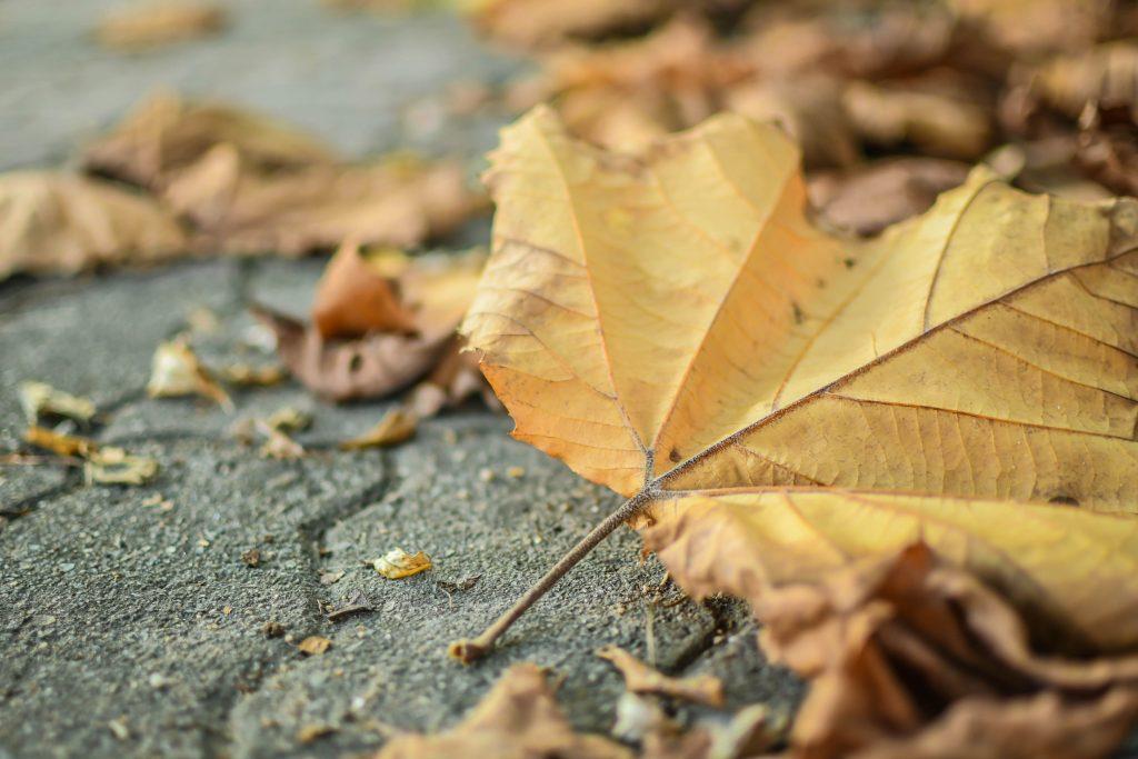 close-up of a yellow maple leaf laying on pavement