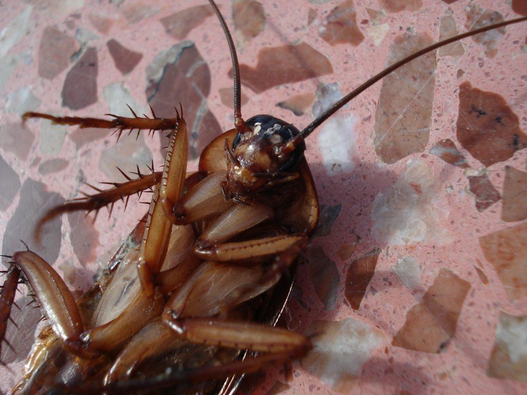 A very close-up shot of a cockroach lying on its back