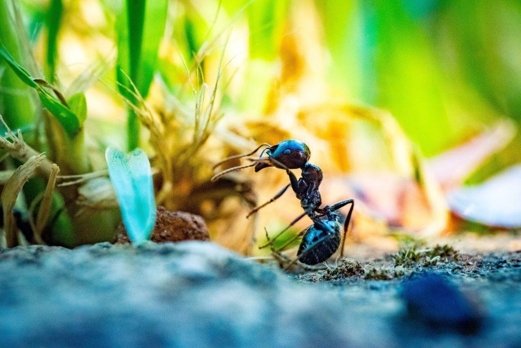 An ant stands next to grass