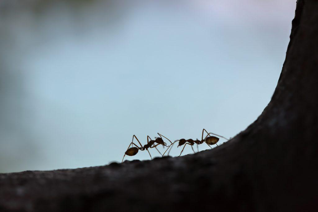 Two ants facing each other stand on a tree branch