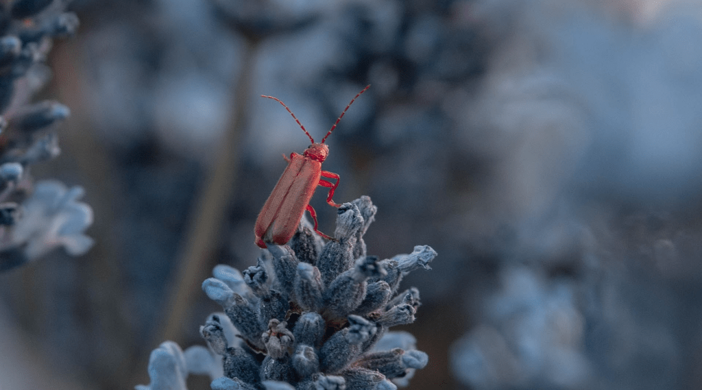 Red bug on a snowy plant