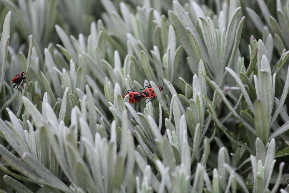 Two firebugs in grass