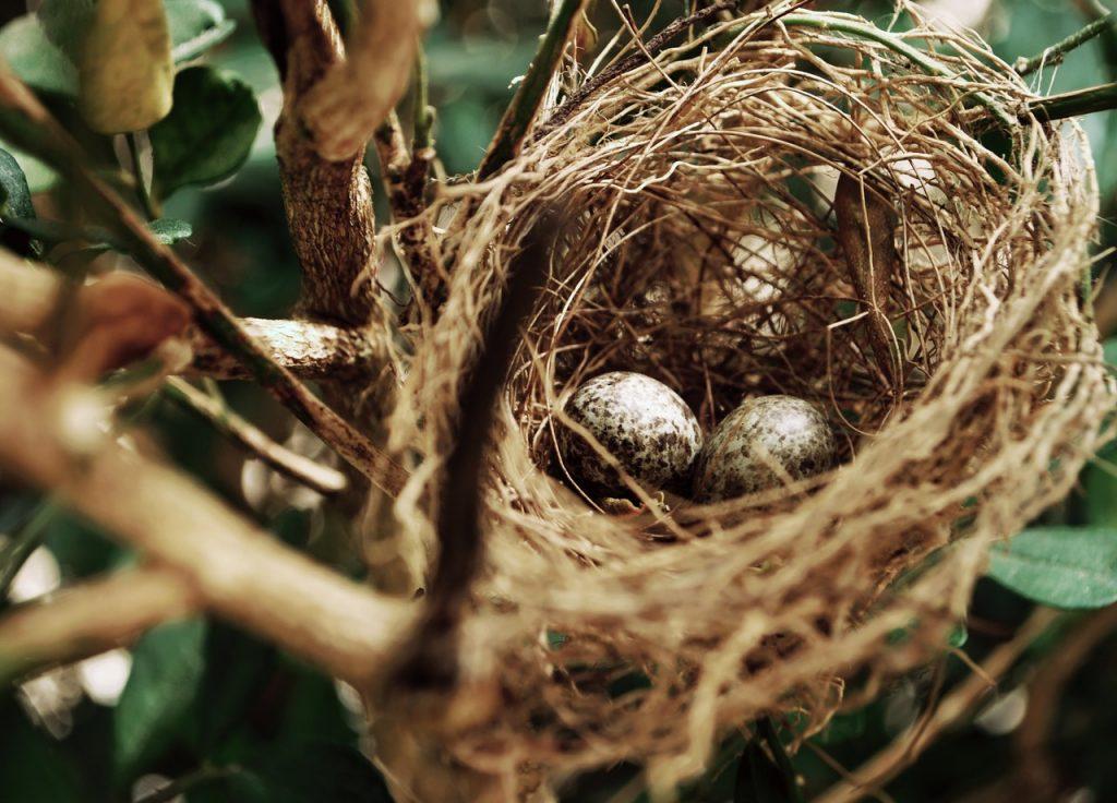 Birds nest with two eggs inside
