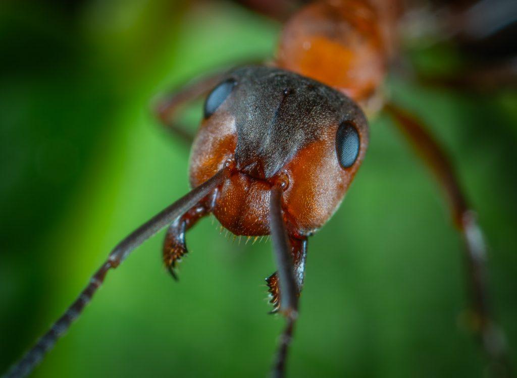 Close up of a red ant on a green leaf
