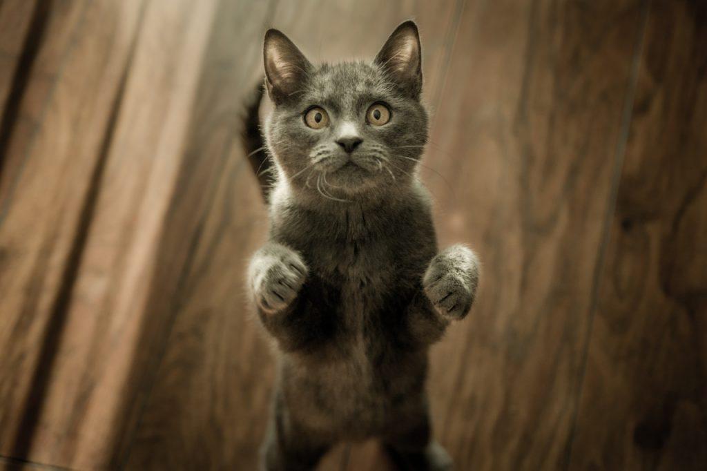 Grey kitten standing on back legs