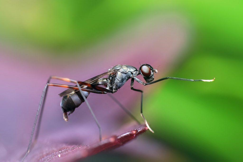 Flying ant on leaf