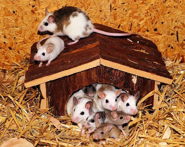 family of rats