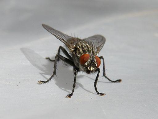 house fly