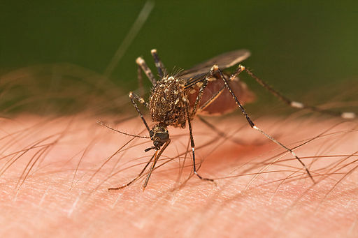 mosquito on hairy arm
