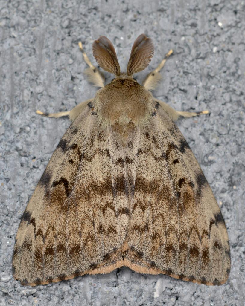 Gypsy Moth Lymantria Dispar   Guelph Ontario 2016 08 01 02 50 819x1024 