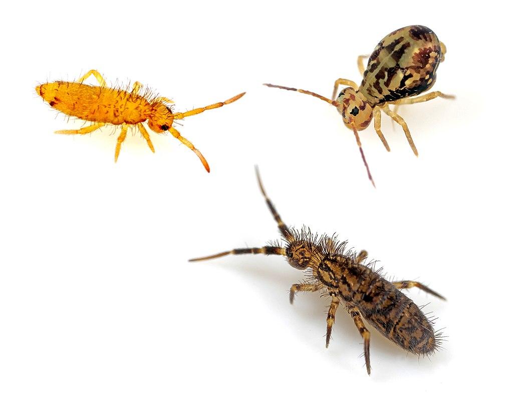 Where Do Springtails Come From - What's That Bug?