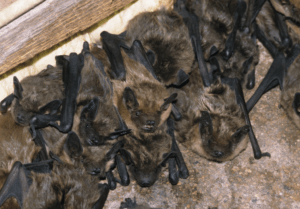 Read more about the article How to Deter Bats from Entering Your Home
