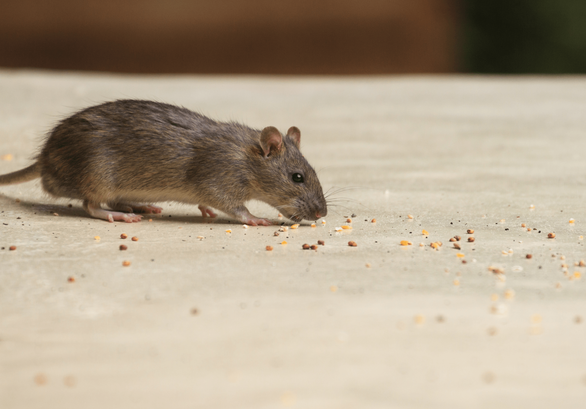 Read more about the article Cleaning Up After a Mice Infestation
