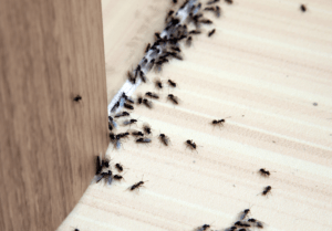 Read more about the article Why You Can’t DIY Ant Control