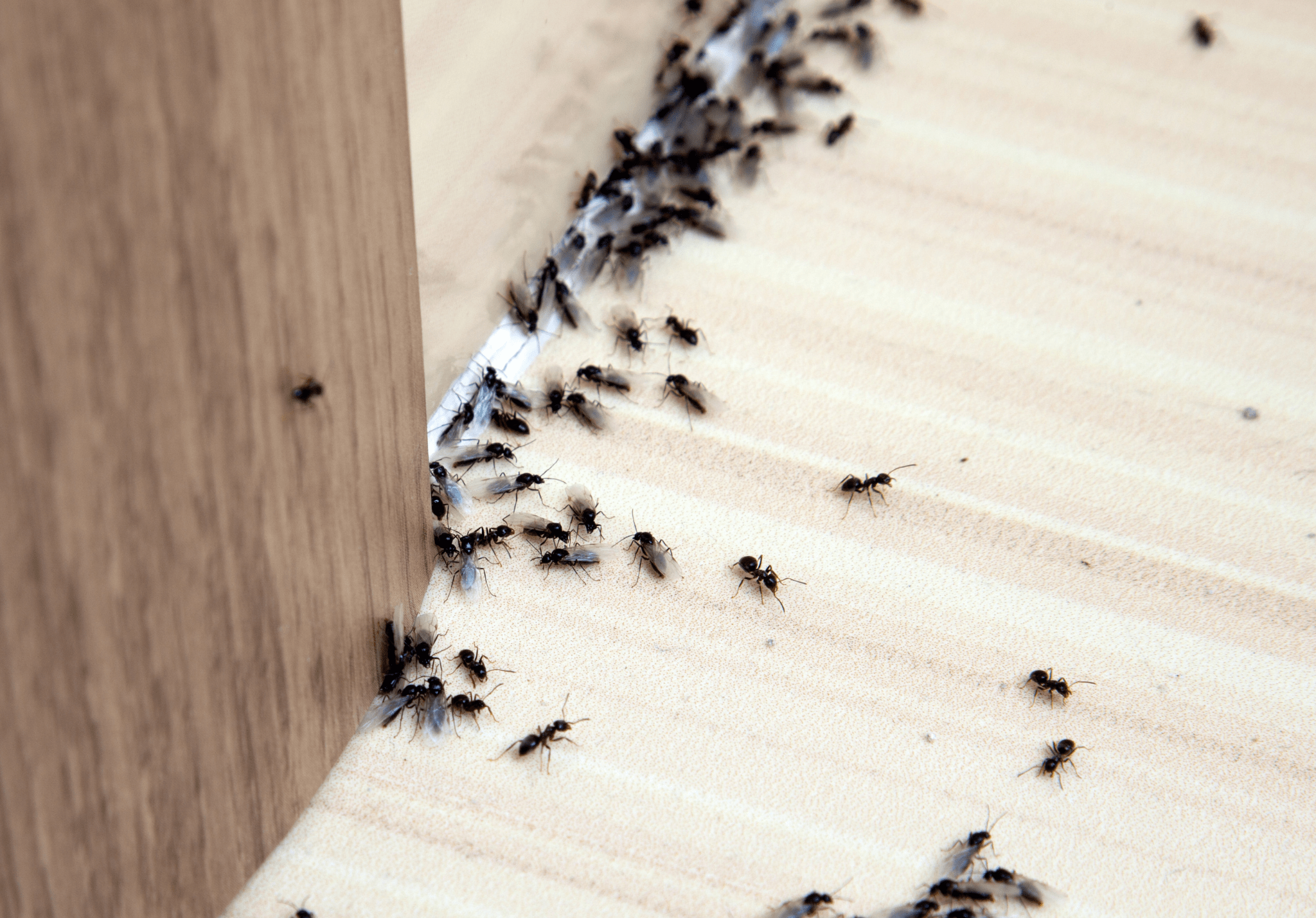 You are currently viewing Why You Can’t DIY Ant Control