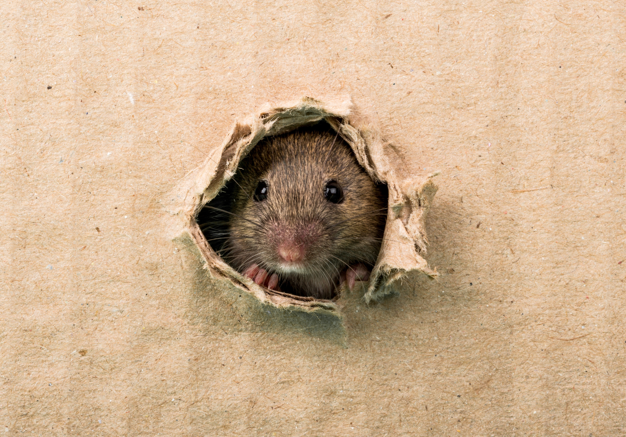 You are currently viewing The Dangers of Ignoring a Mice Infestation During Winter