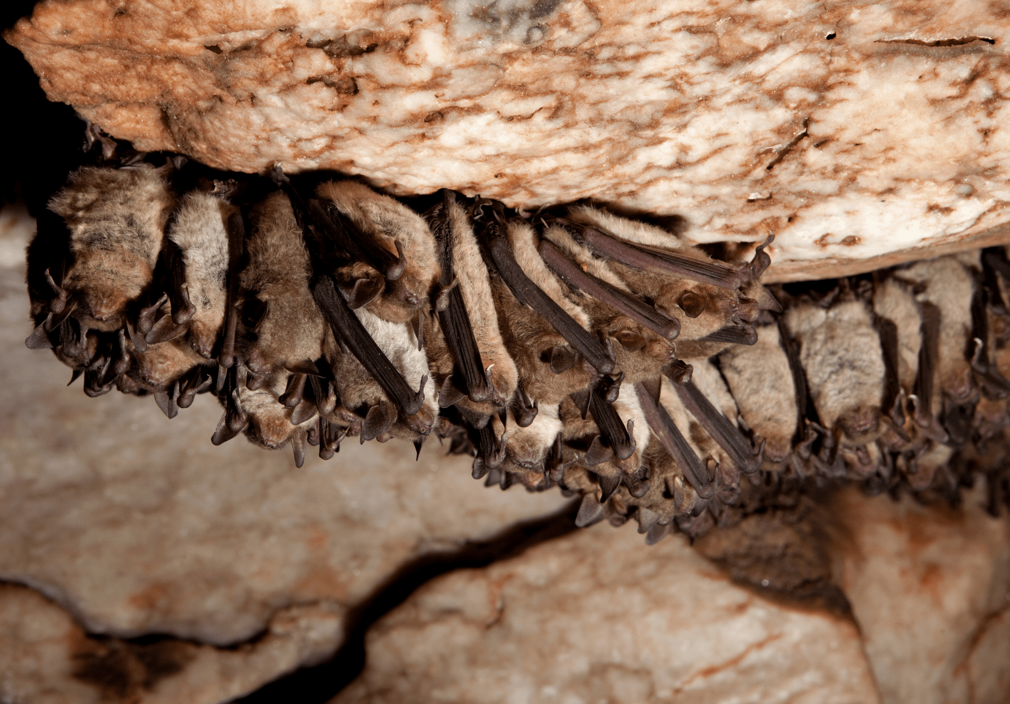 You are currently viewing <strong>Understanding How Hibernating Bats Adapt to Winter</strong>