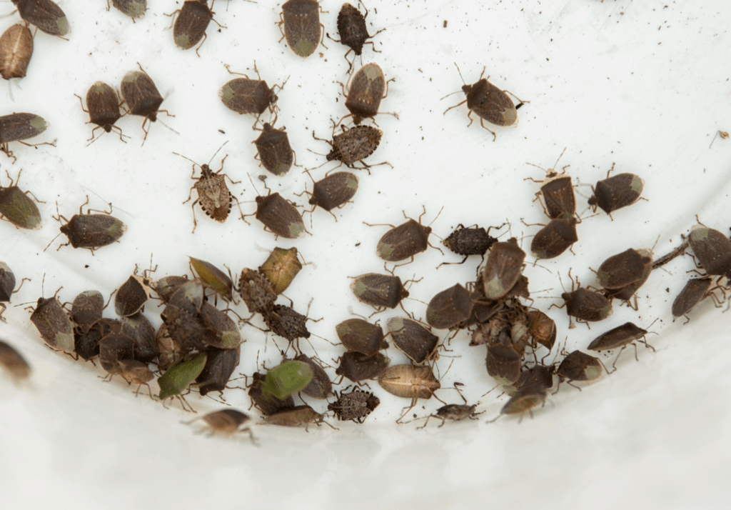 Group of stink bugs on white surface