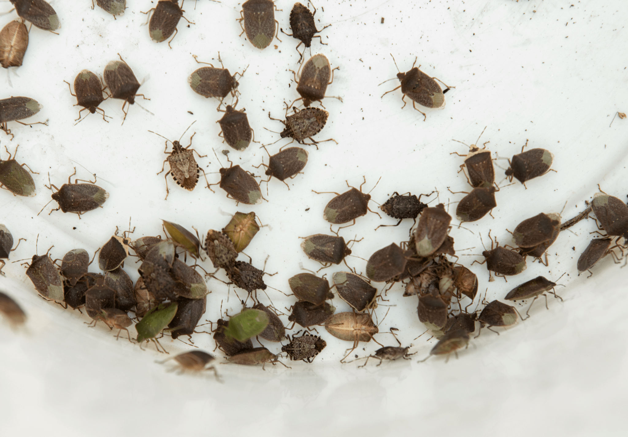 Read more about the article <strong>The Global Spread of Stink Bugs: How They’ve Become a Worldwide Problem</strong>