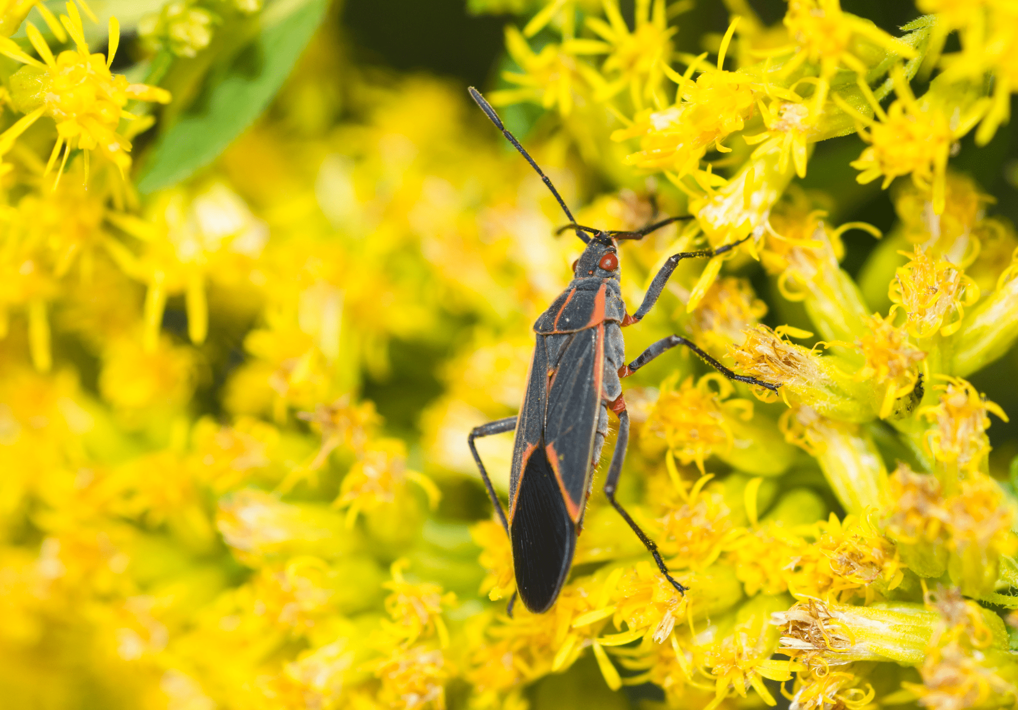 Read more about the article <strong>The Role of Boxelder Bugs in the Ecosystem</strong>