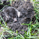 How to Use the Behavior of Moles to Your Advantage