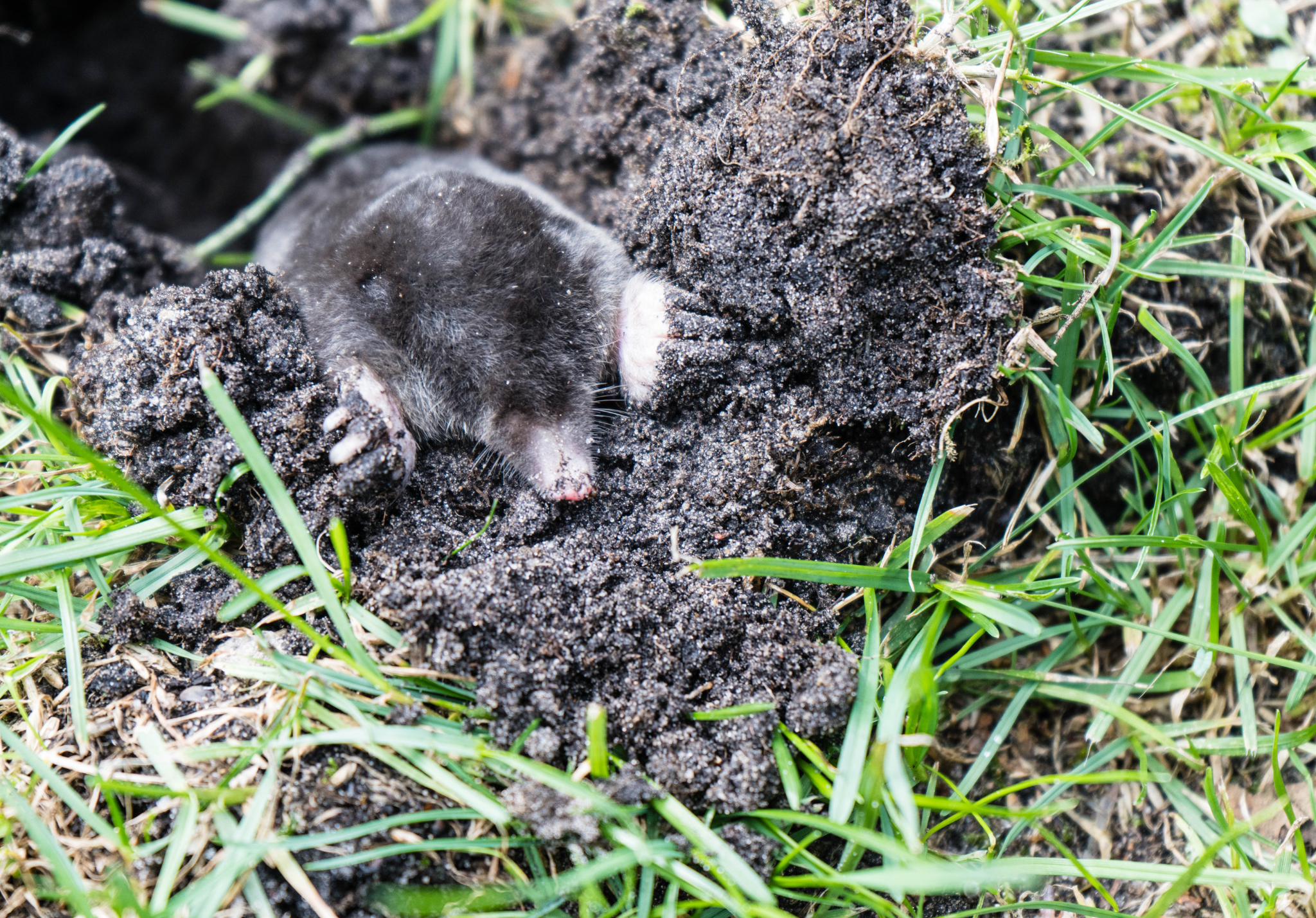 Read more about the article How to Use the Behavior of Moles to Your Advantage
